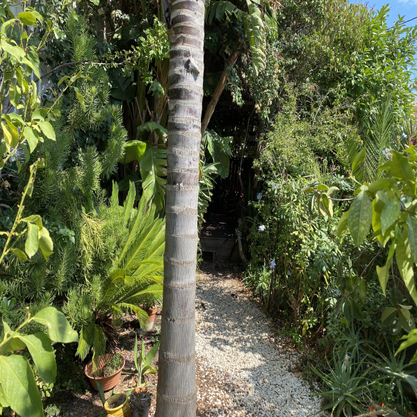 Offres de vente Maison Toulon 83000